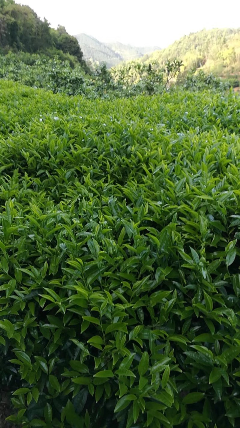 山绿茶