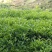 山绿茶