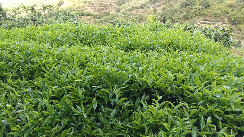 山绿茶