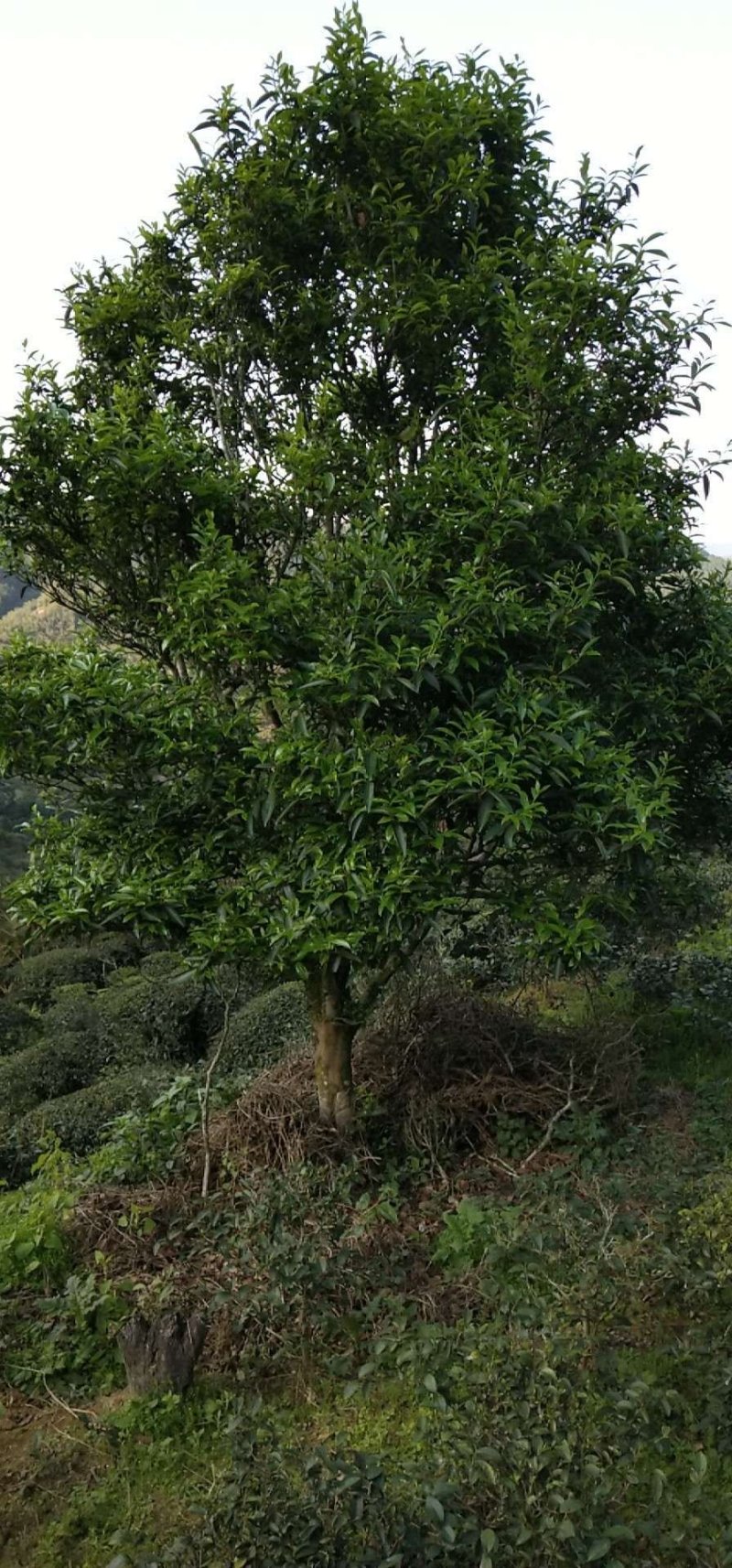 山绿茶