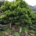 山绿茶