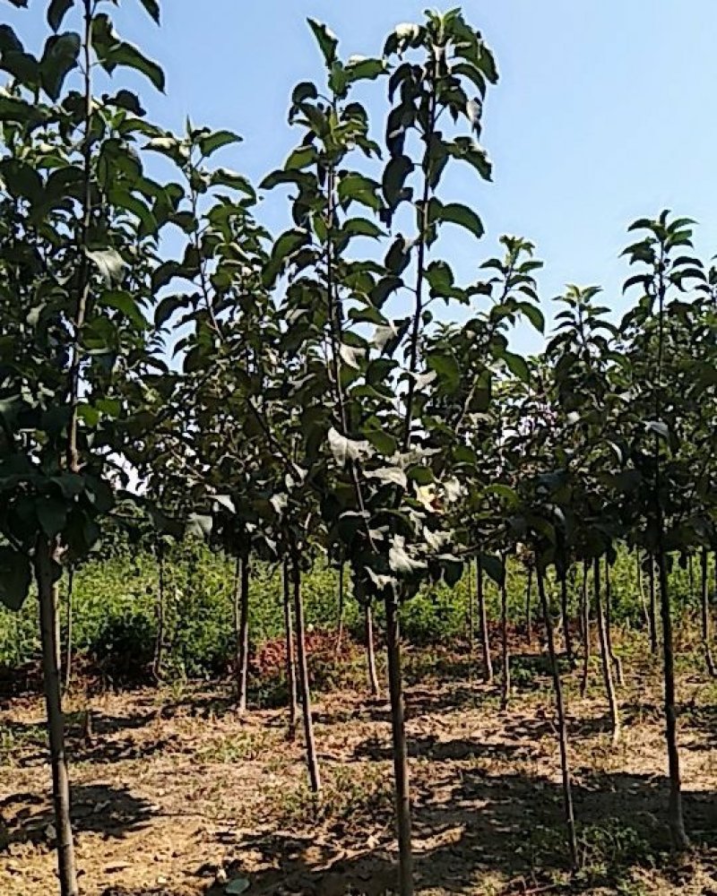 苹果树2-10公分，2-5公分量非常大，