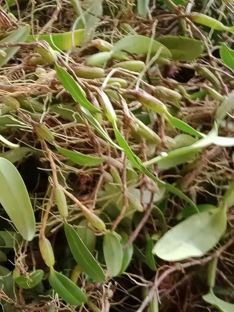 石橄榄