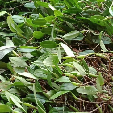 石橄榄