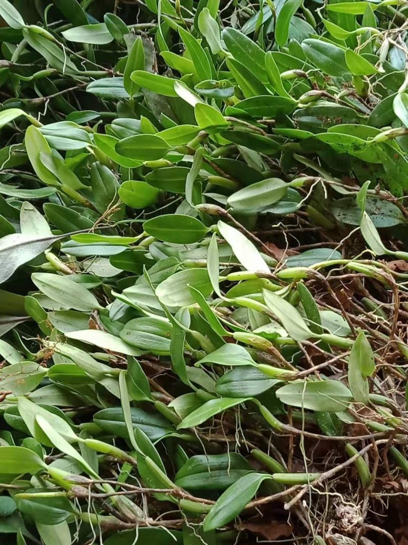 石橄榄