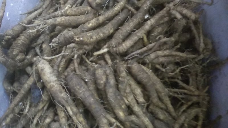 山胡萝卜（山地瓜）3年生大量现货产地直发品质保证