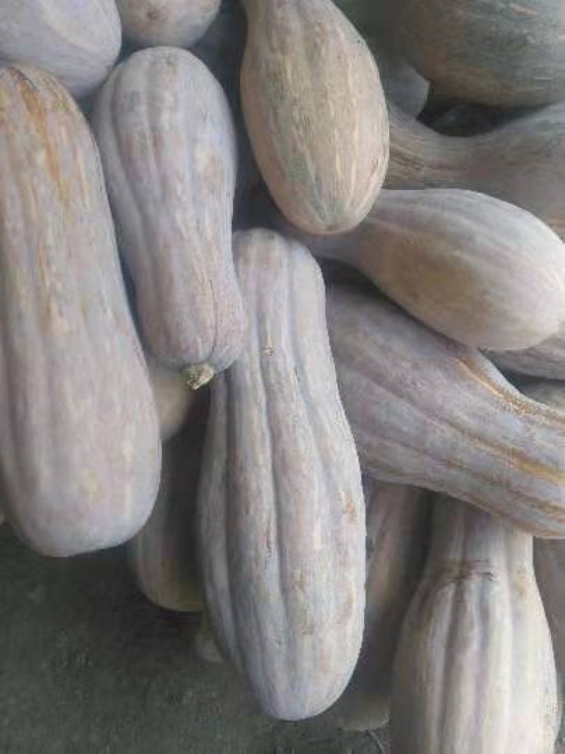 密本南瓜大量供应