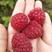 精选红树莓苗2年苗当年结果大果高产保证成活率