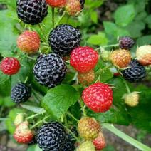 黑树莓苗直供批发2年苗当年结果保证成活率