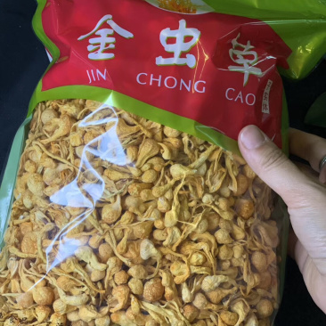 进口金虫草煲汤产地各种规格大量批发，一手货源，价格优惠