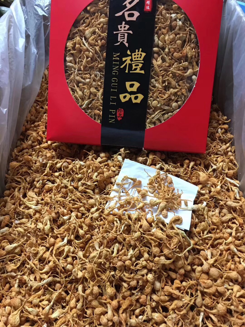 进口金虫草煲汤产地各种规格大量批发，一手货源，价格优惠