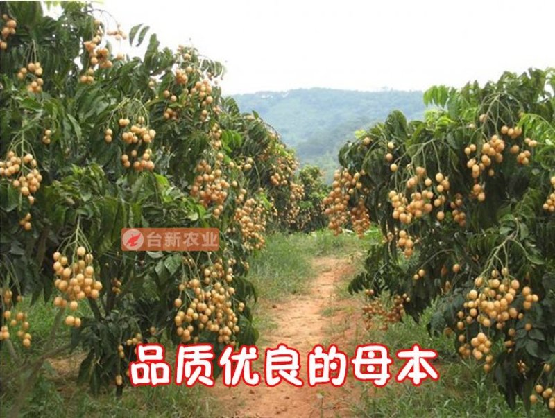 黄皮树苗无核鸡心黄皮果苗带泥球发货