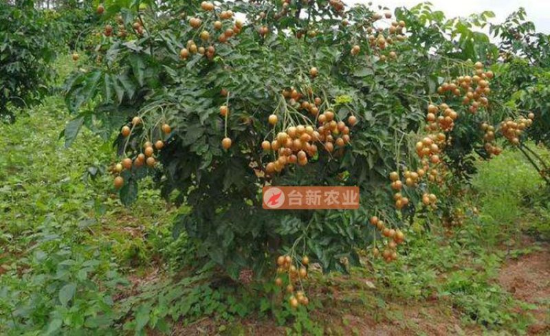 黄皮树苗无核鸡心黄皮果苗带泥球发货