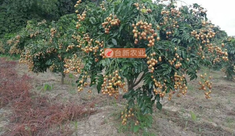 黄皮树苗无核鸡心黄皮果苗带泥球发货