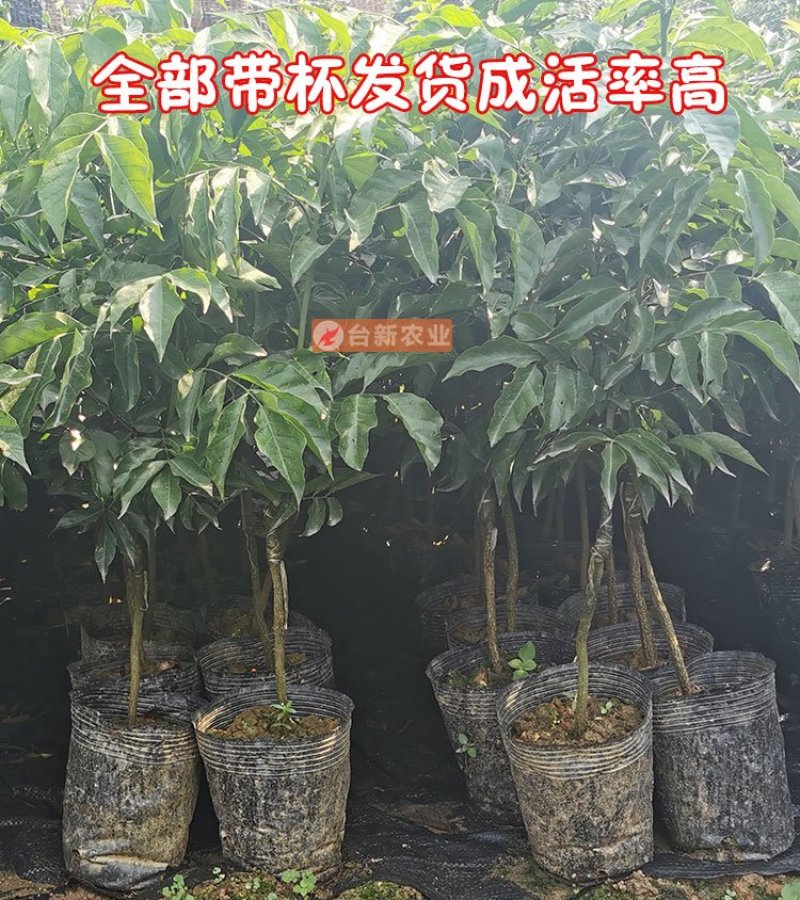黄皮树苗无核鸡心黄皮果苗带泥球发货