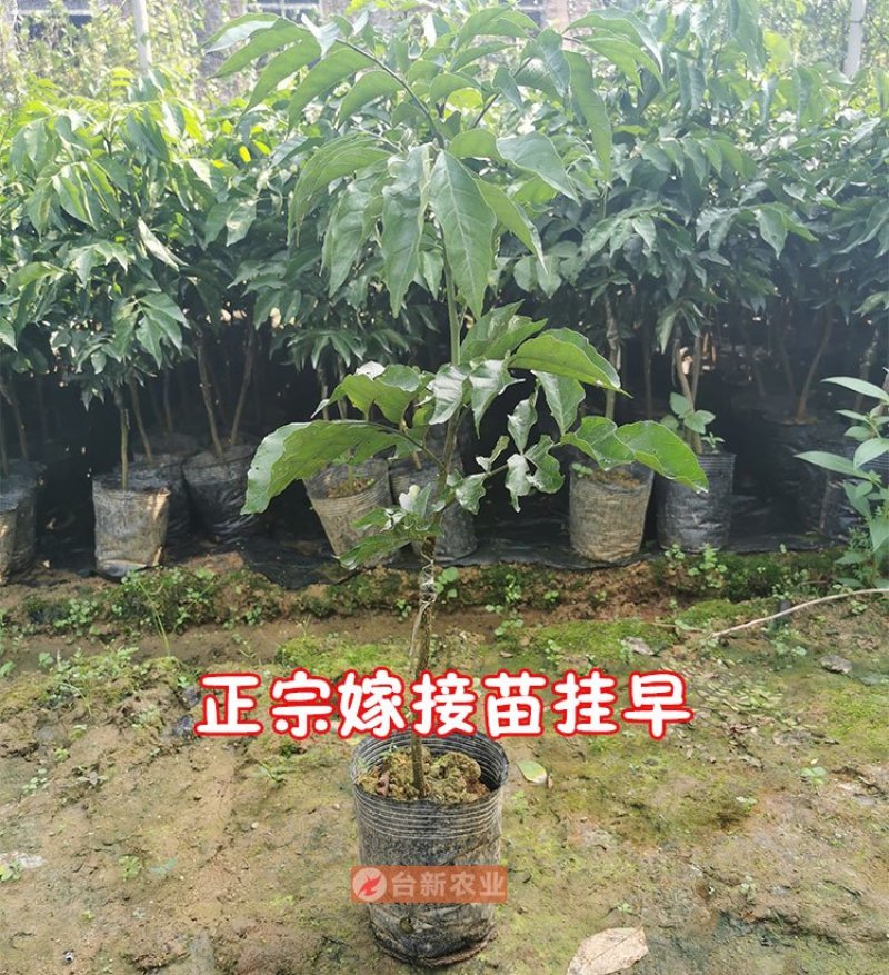 黄皮树苗无核鸡心黄皮果苗带泥球发货