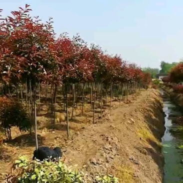 高杆红叶石楠树，规格齐全5～15公分，量大价优