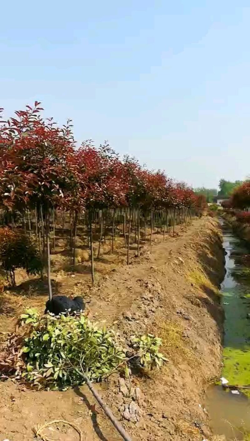 高杆红叶石楠树，规格齐全5～15公分，量大价优