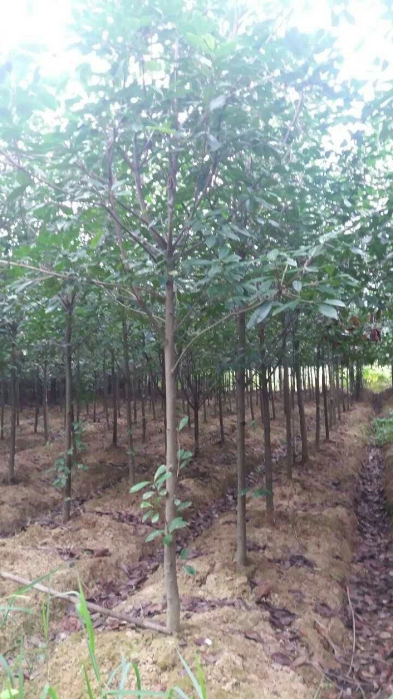高杆红叶石楠树，规格齐全5～15公分，量大价优
