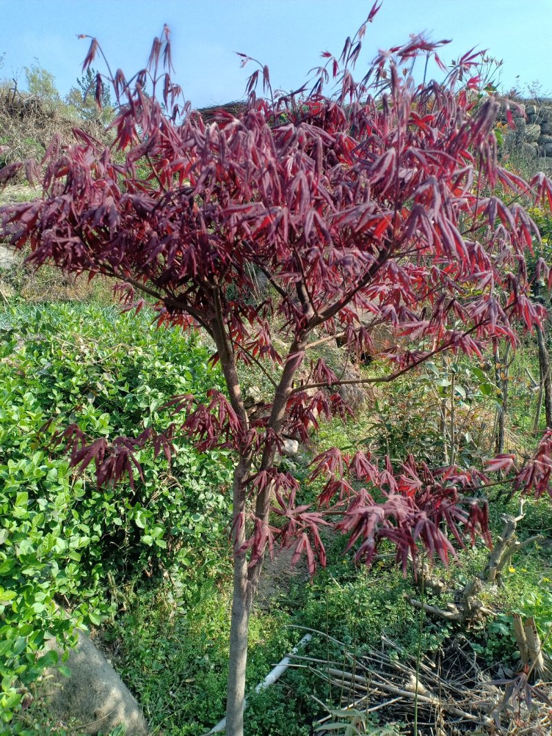 三季红红枫苗，清地处理，，品质保证，可现场看苗
