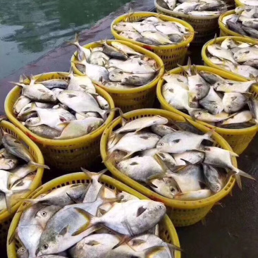 金鲳鱼干