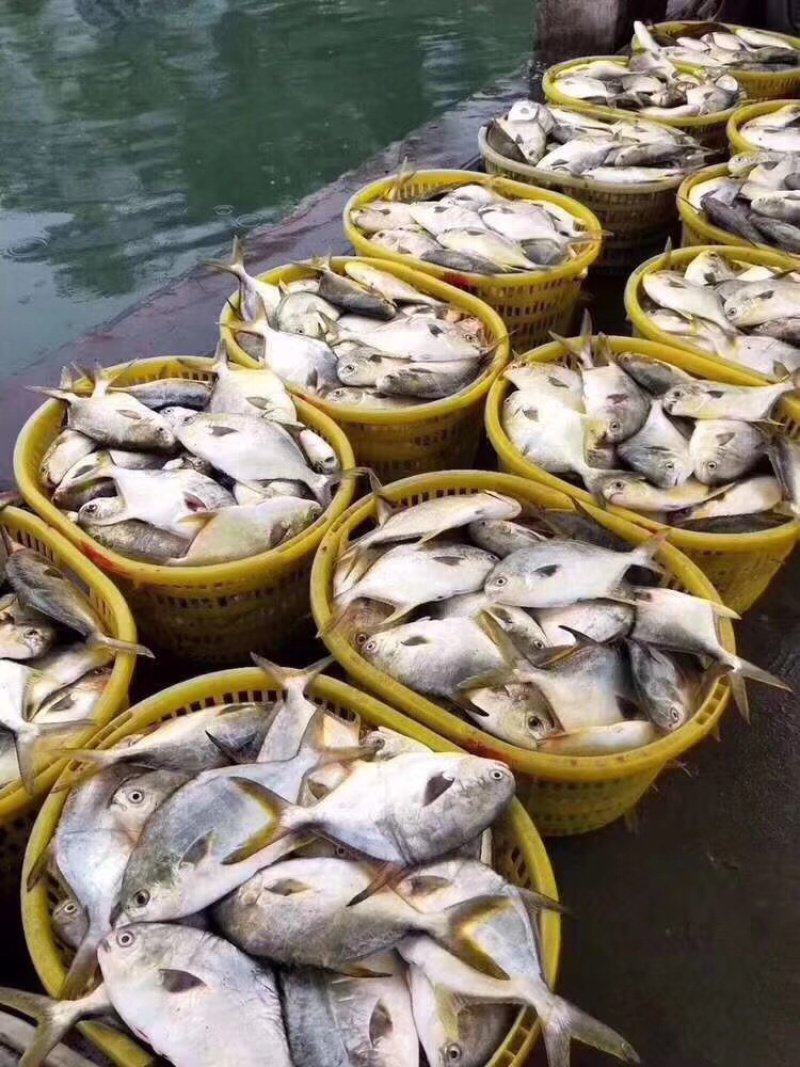 金鲳鱼干