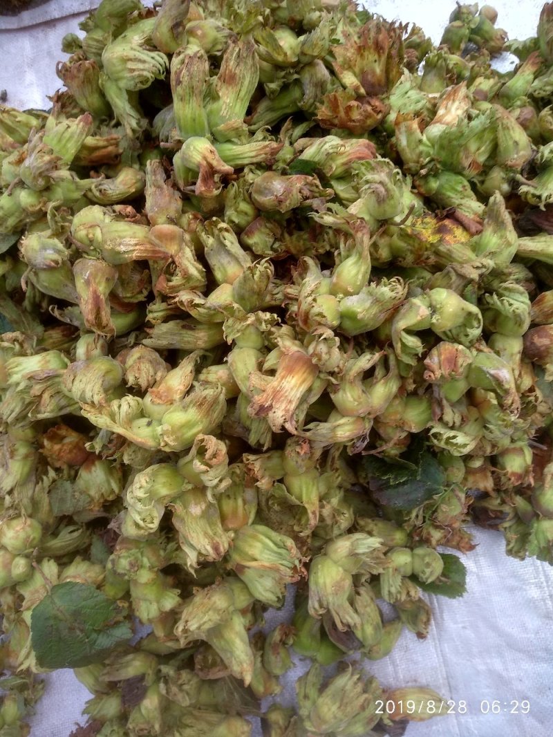 榛子美国大榛子基地种植达维，玉坠，长毛，价格合理欢迎选购