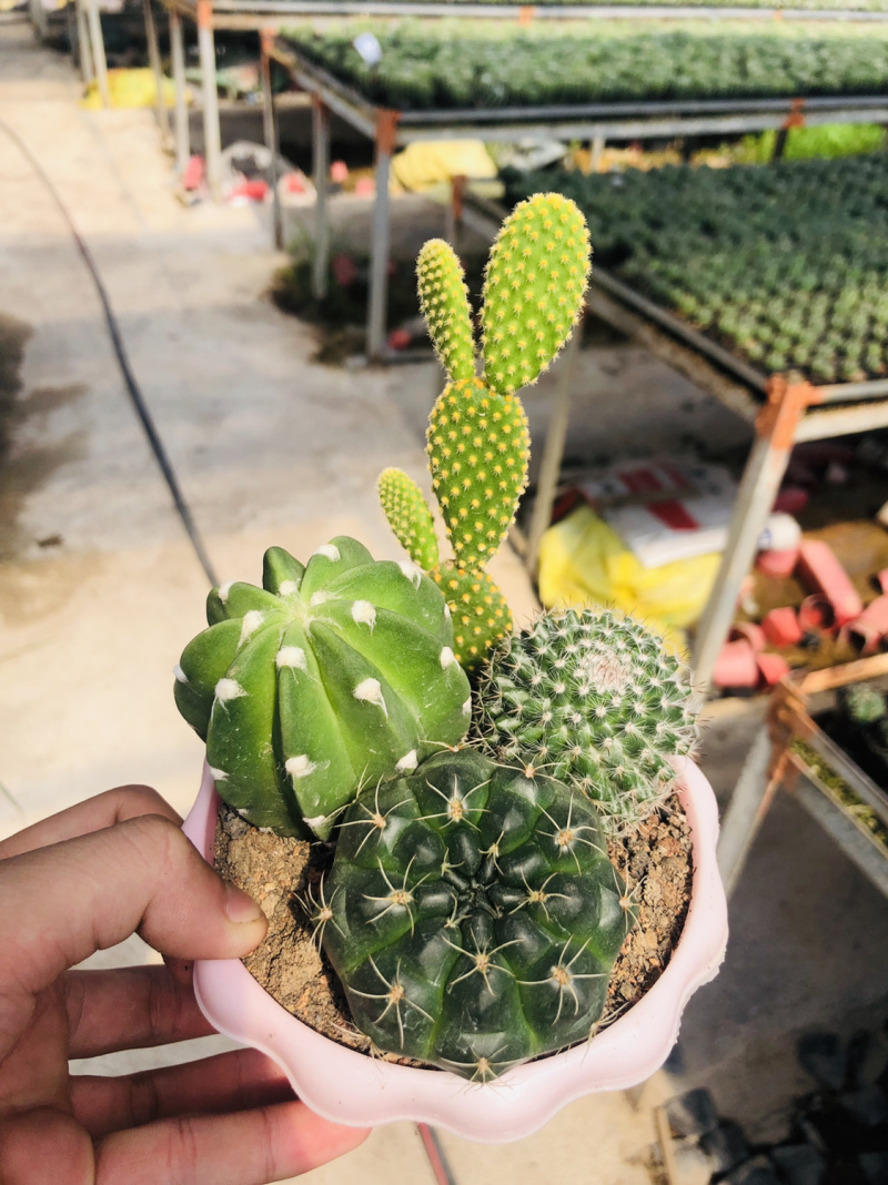 仙人球组合盆栽超值有上色可开花