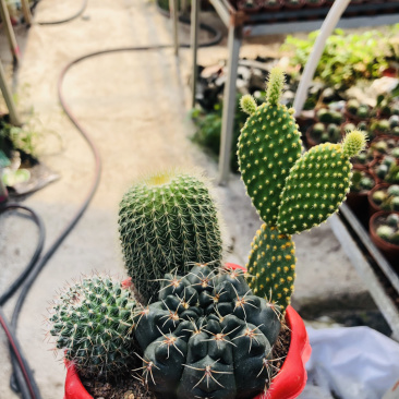 仙人球组合盆栽超值有上色可开花