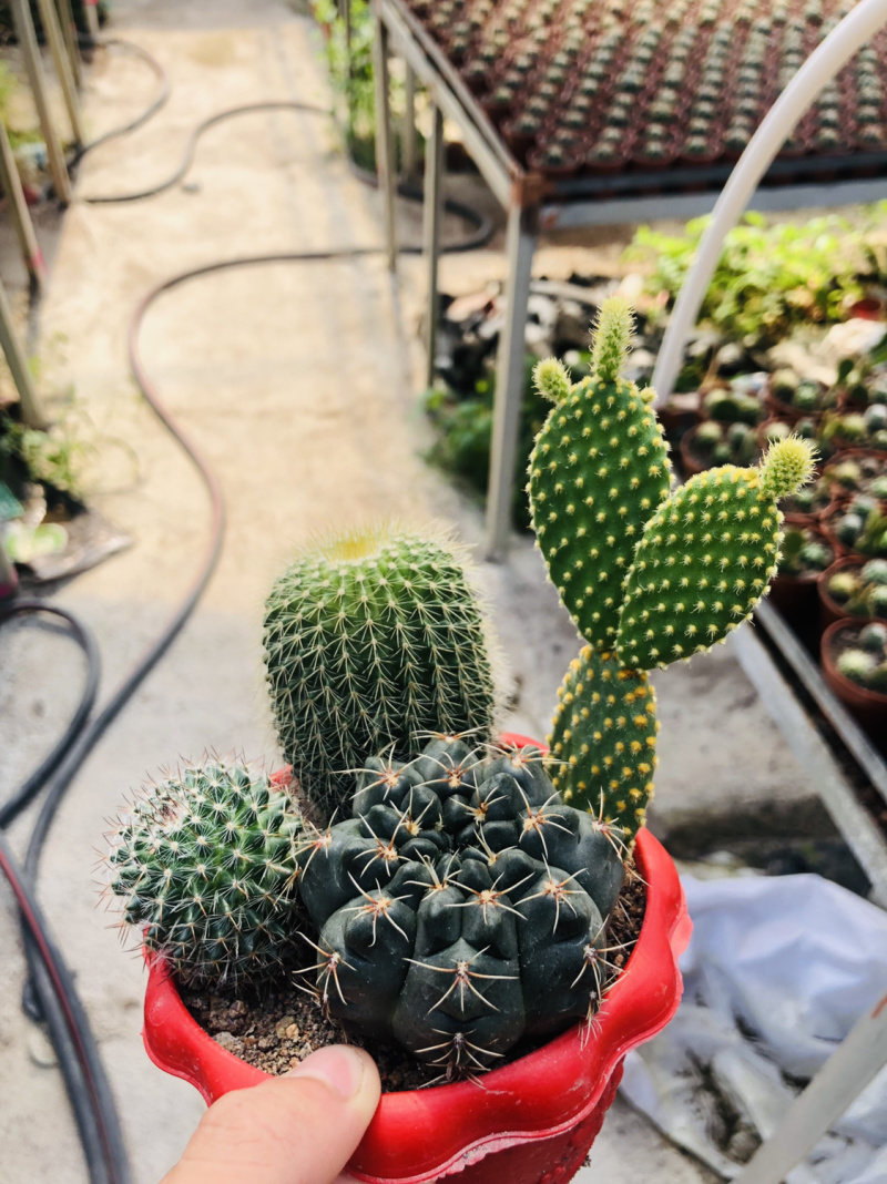 仙人球组合盆栽超值有上色可开花