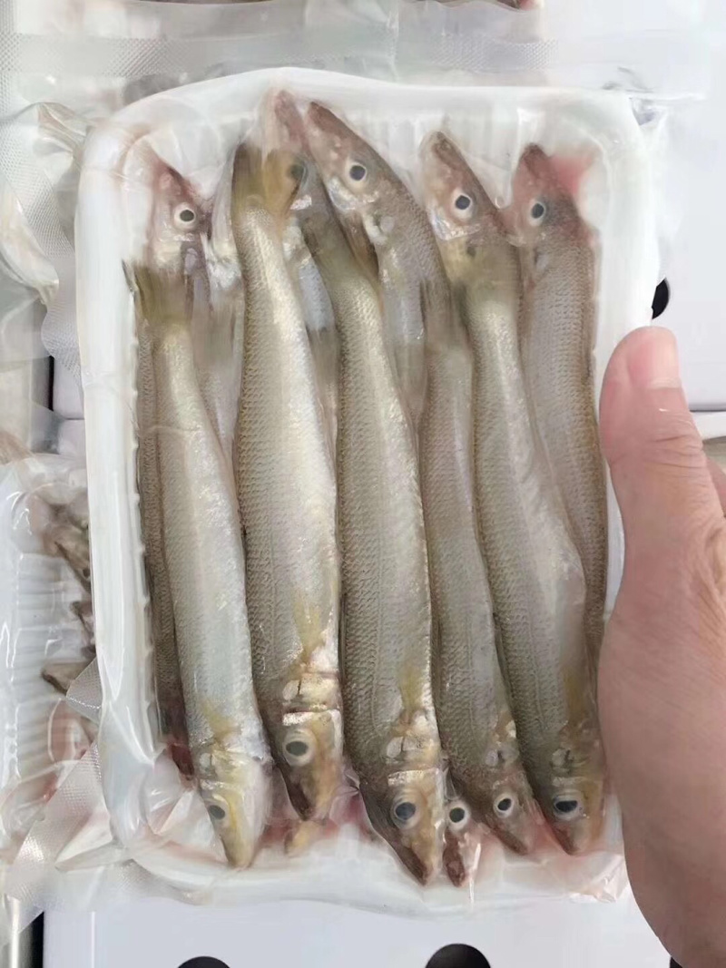 沙锥鱼