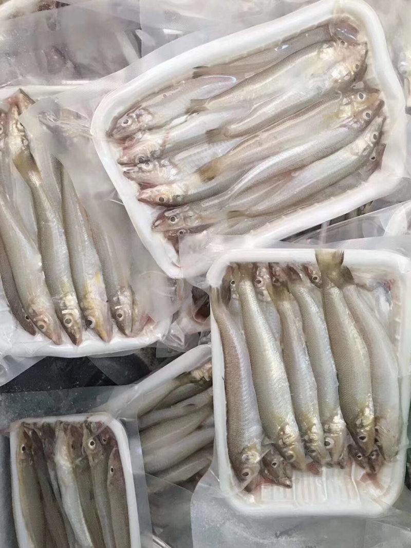 沙锥鱼