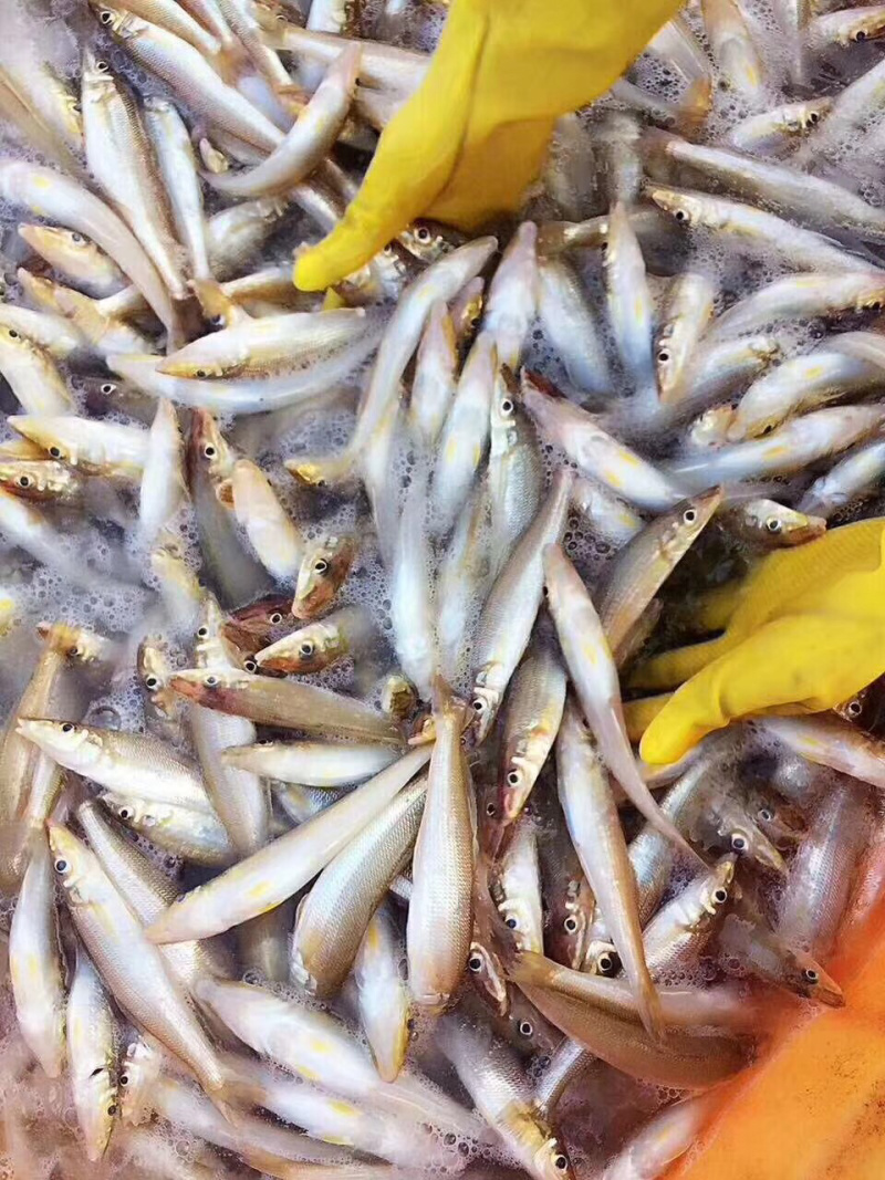 沙锥鱼