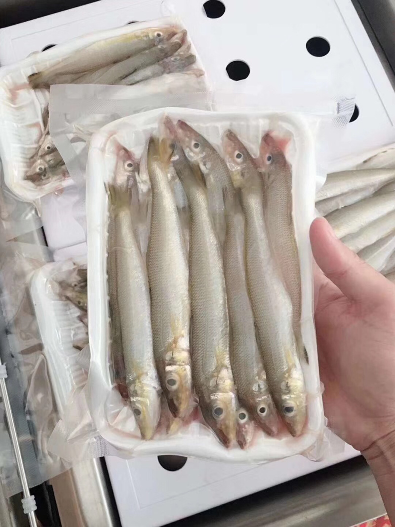沙锥鱼