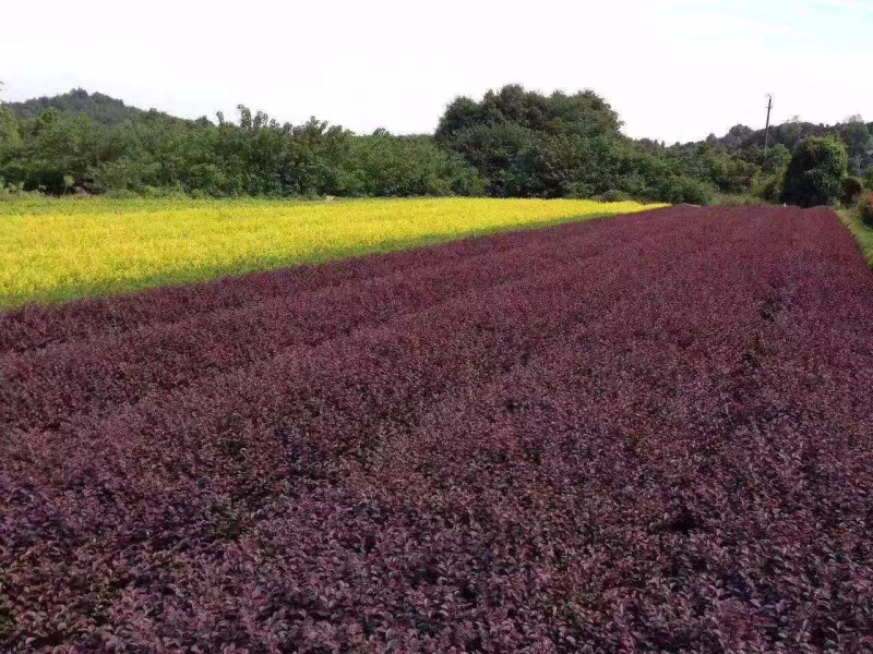 红花继木球红花檵木小苗基地直发包成活