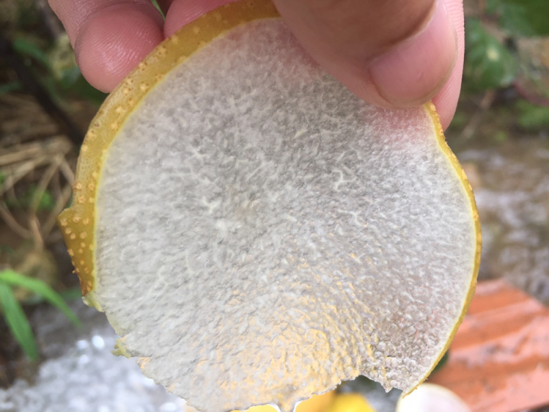 莱西秋月冰糖梨