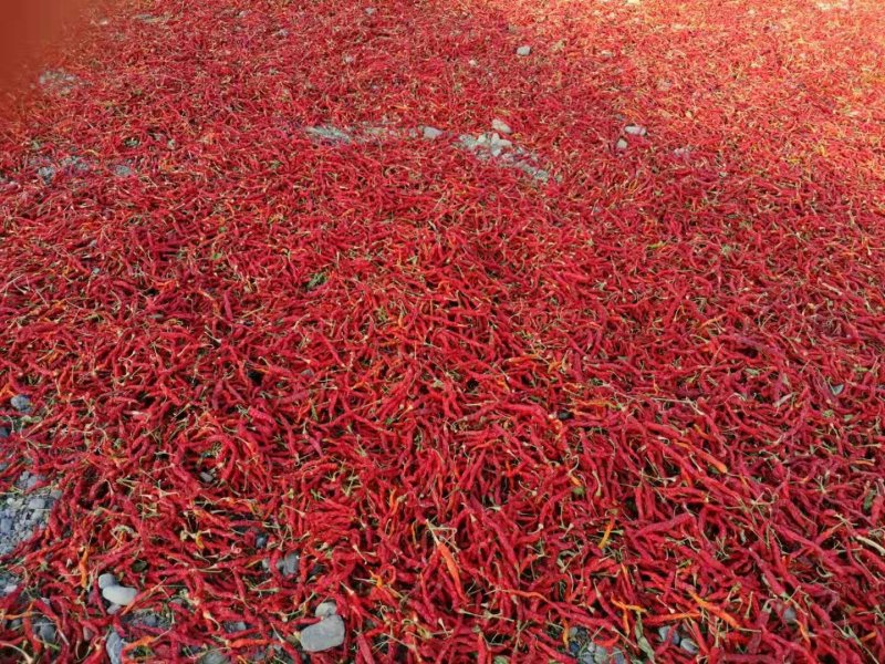 无把线椒红椒香辣量大从优欢迎联系品质保障