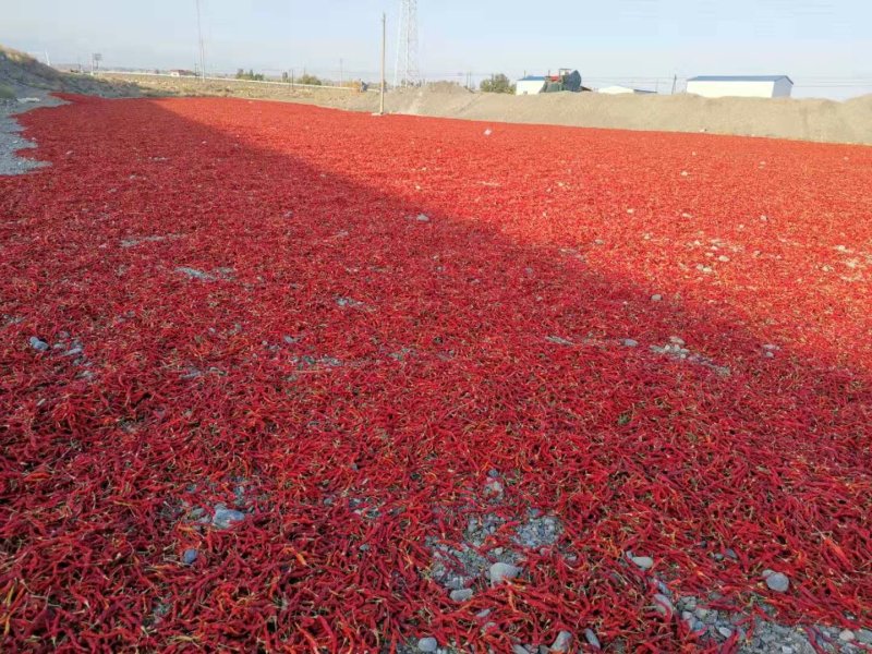 无把线椒红椒香辣量大从优欢迎联系品质保障
