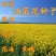 四季油菜籽景观型观赏油菜花种子高产可榨油菜种籽花海易种