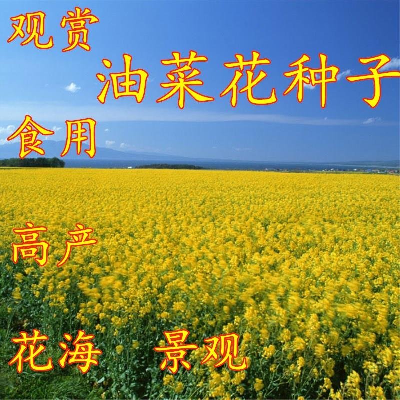 四季油菜籽景观型观赏油菜花种子高产可榨油菜种籽花海易种