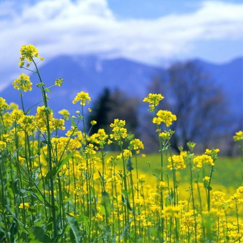 四季油菜籽景观型观赏油菜花种子高产可榨油菜种籽花海易种