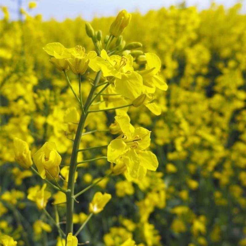 四季油菜籽景观型观赏油菜花种子高产可榨油菜种籽花海易种