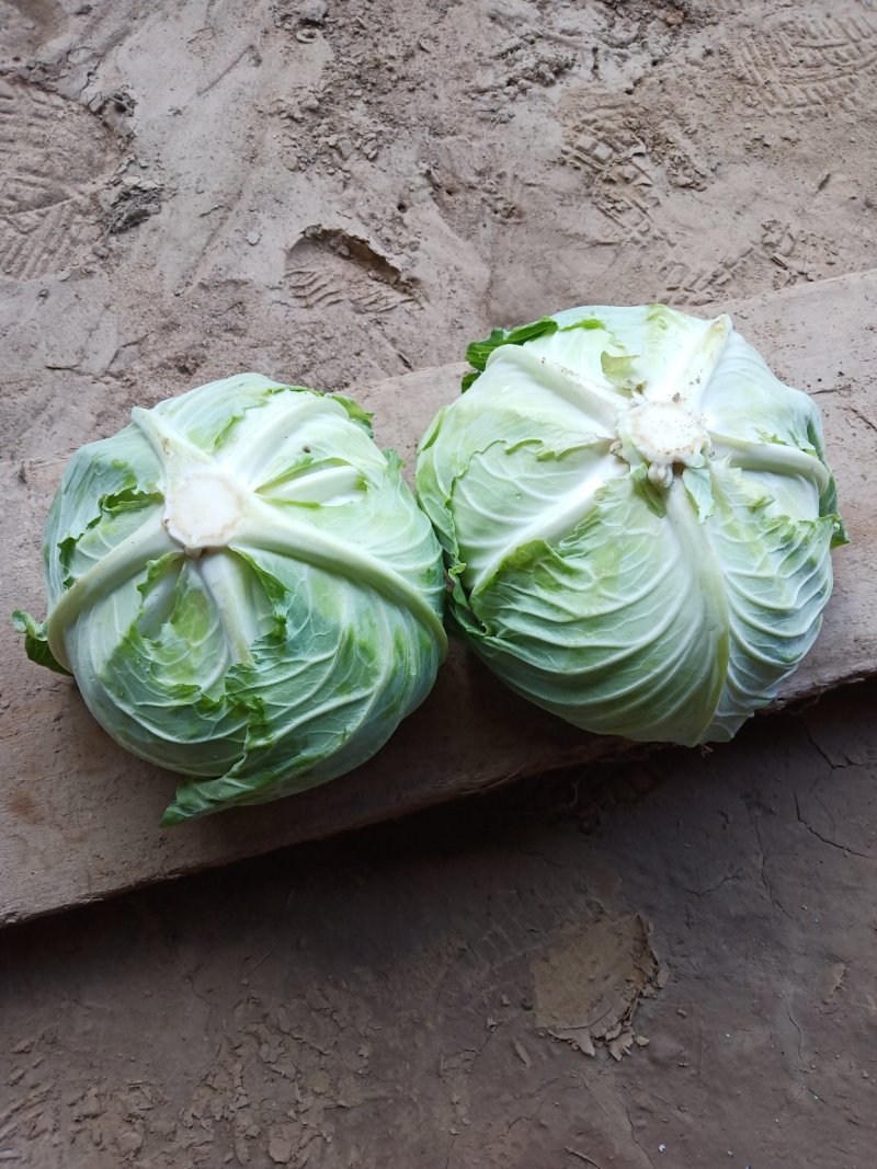 扁包菜墨玉精品，京丰软包代发全国基地直发
