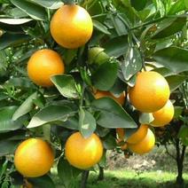 橙子树苗各个品种的橙子苗果树苗