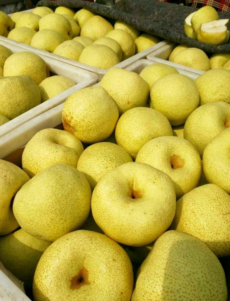精品酥梨\砀山梨百年老梨树酥梨货源充足，一手货源