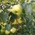 精品酥梨\砀山梨百年老梨树酥梨货源充足，一手货源