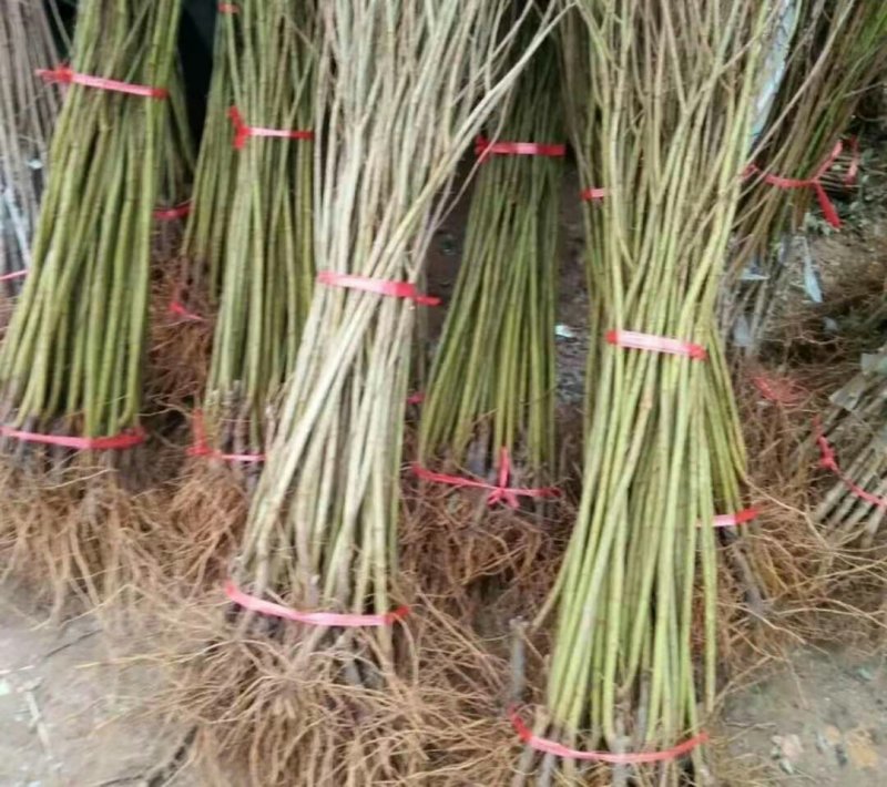 优质蒙阳红大红袍红如意石榴苗现挖现发量大从优