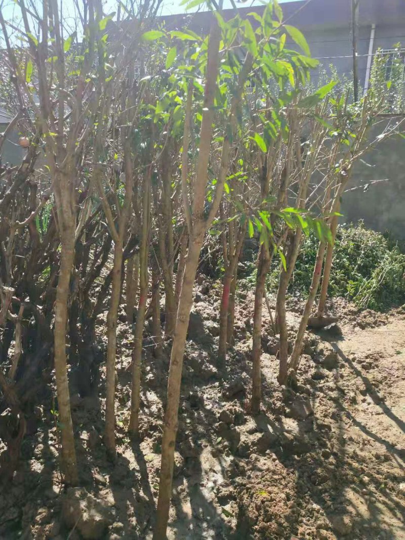 优质蒙阳红大红袍红如意石榴苗现挖现发量大从优
