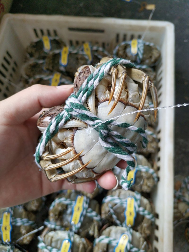 大闸蟹