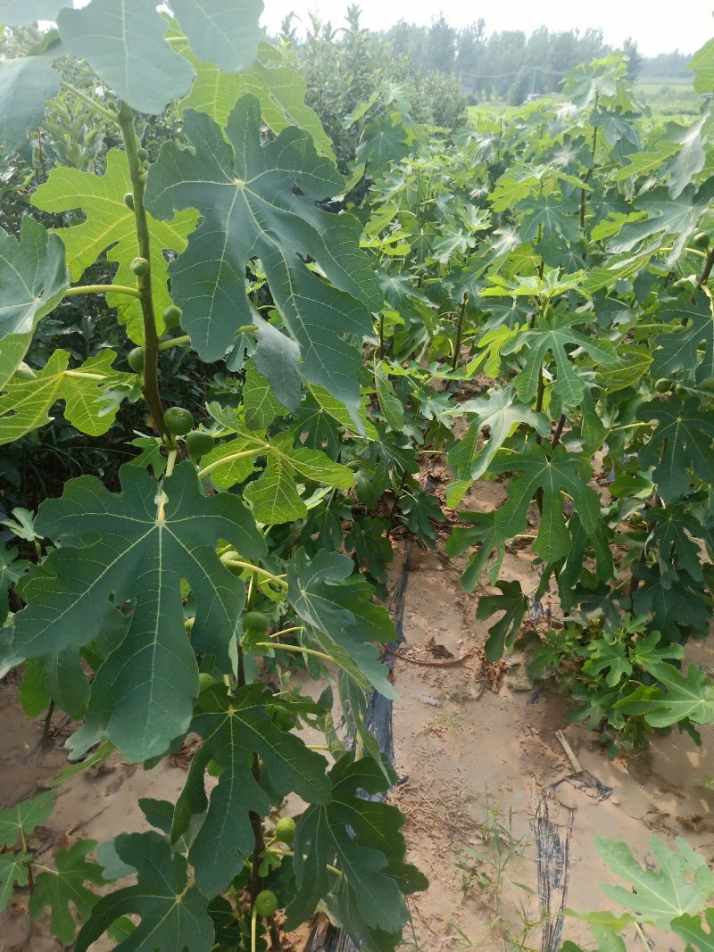 波姬红无花果苗布兰瑞克无花果苗
